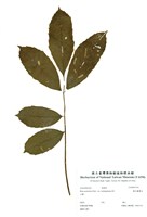 藏品(羅氏鹽膚木)的圖片